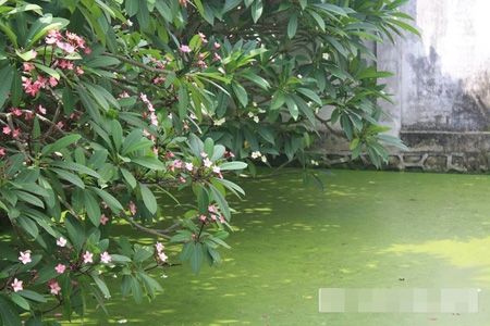 Về thăm nh&agrave; cổ sang trọng của danh h&agrave;i Xu&acirc;n Hinh